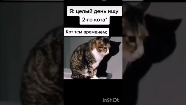Котики шутники