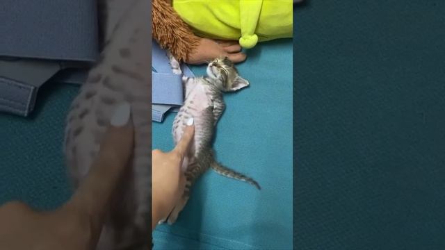 Это я доел все салаты и лежу с кайфом батонюсь😌