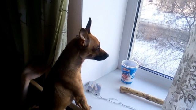 Хватит собачиться , умейте прощать