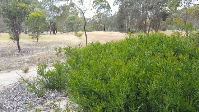 Bushesof Acacia paradoxa