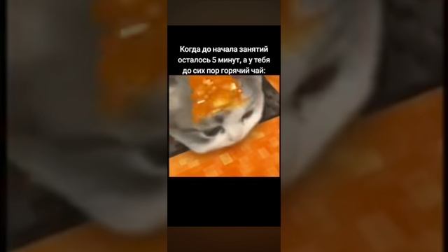 котик пьёт лаву ;(