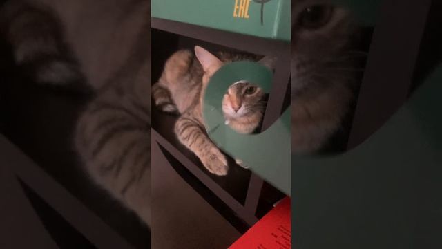 Боевая кошка!