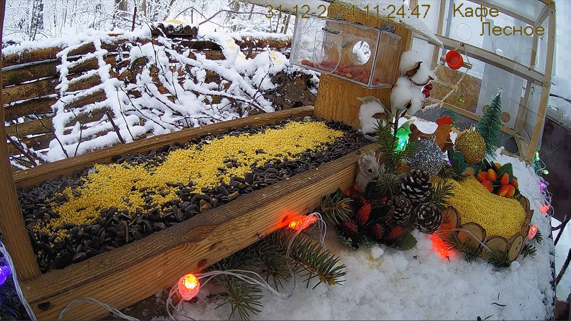 Кормушка в лесу онлайн  "Кафе  Лесное" #Relaxing #природа #звуки леса #зимний  лес  #погода
