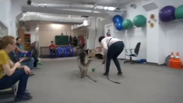 Бунтаряша