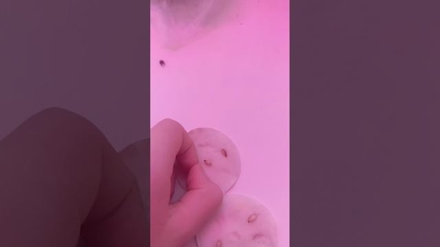 scene_output.mp4