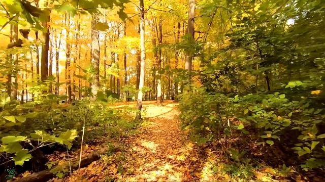 Музыка лечит сердце и сосуды🌿 Успокаивающая музыка восстанавливает нервную систему,расслабляющая #1