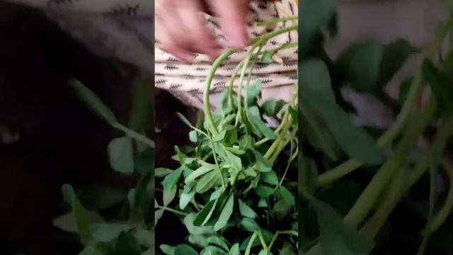 Methi Saag Cleaning😋😋 | #methisaag#saag #shorts#shottsfeed