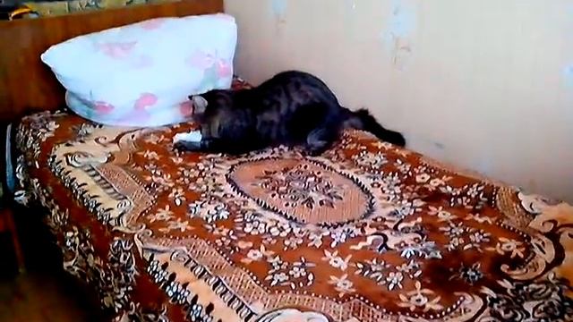 кот играет