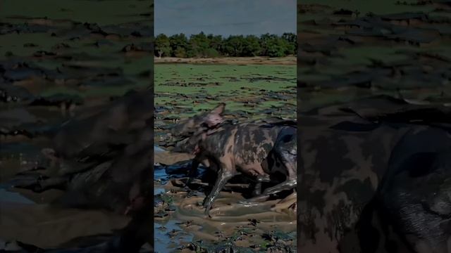 Животный мир Жесть