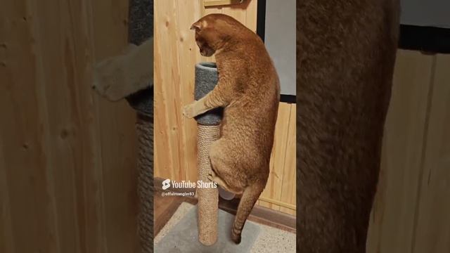 наш кот симба