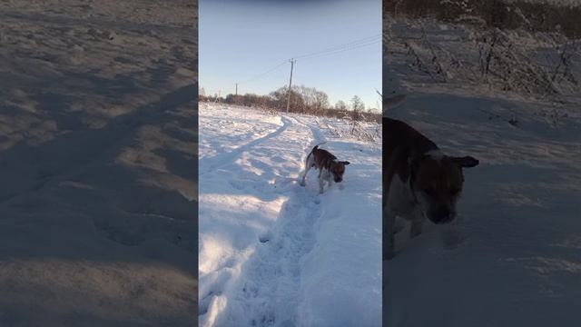 чезарь