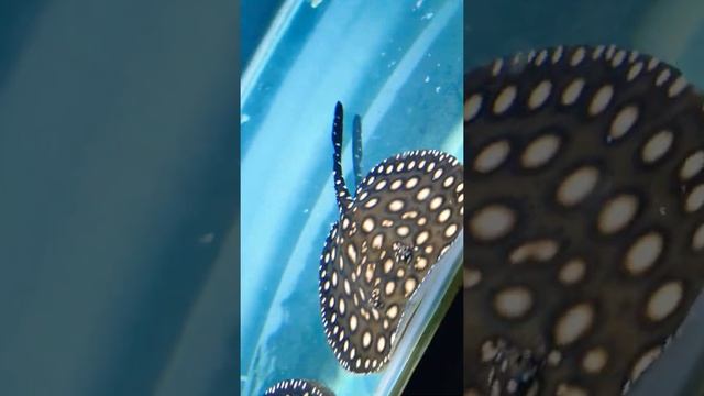 Cartilaginous fish who's skeleton is made of cartilage instead of bone#(stingrays)