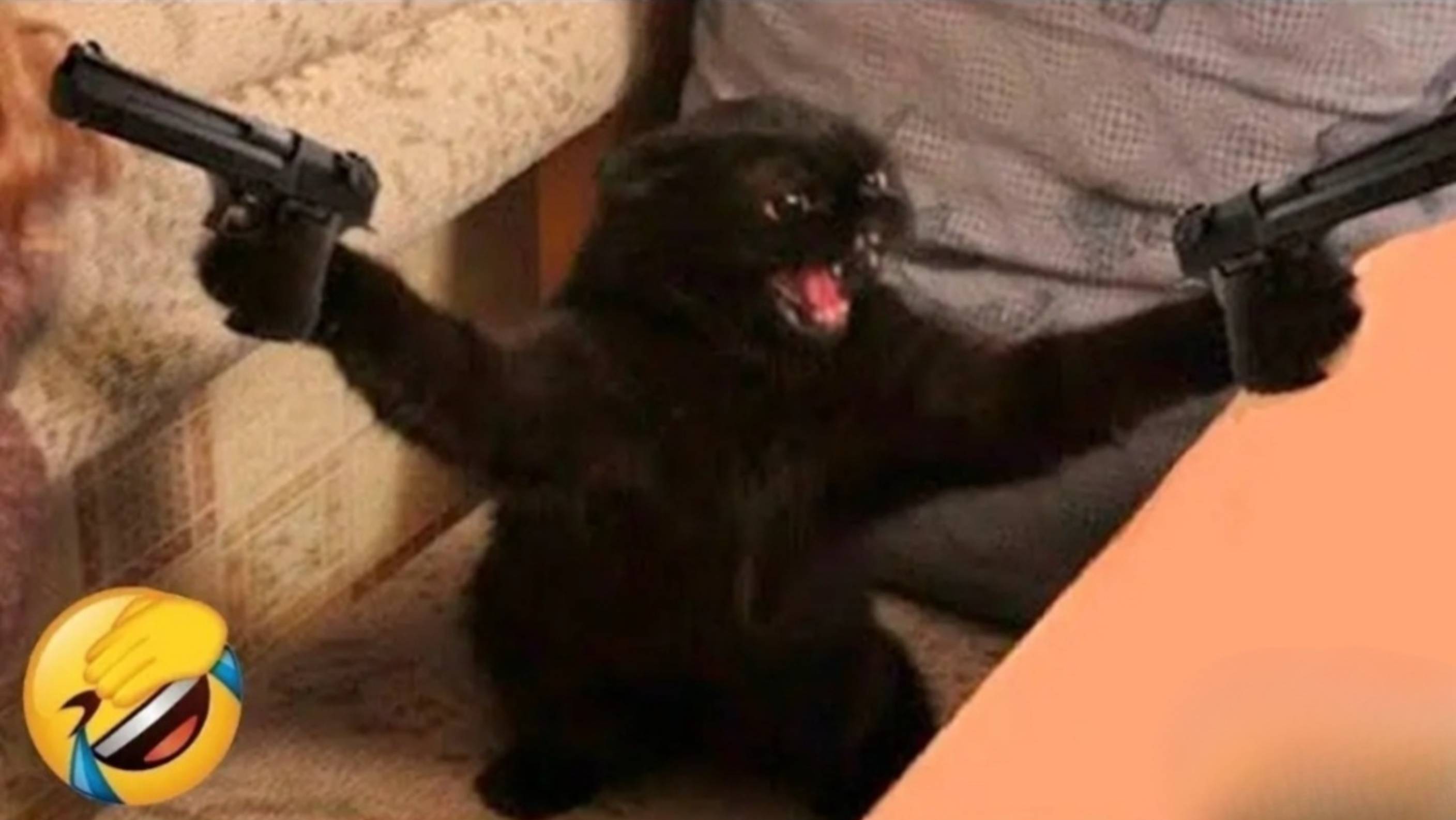 Смешные видео с животными | WiLo 🐶🐱 #2