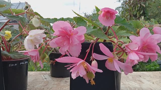 Бегония Шансон Розово-Белая (Begonia Shanson Pink-White)