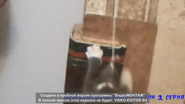 Жизнь Пирата и Кнопки. 1 сезон 2 серия.