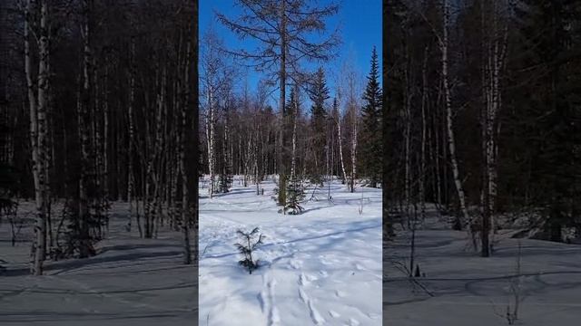 апрельский лес в Новом Уренгое