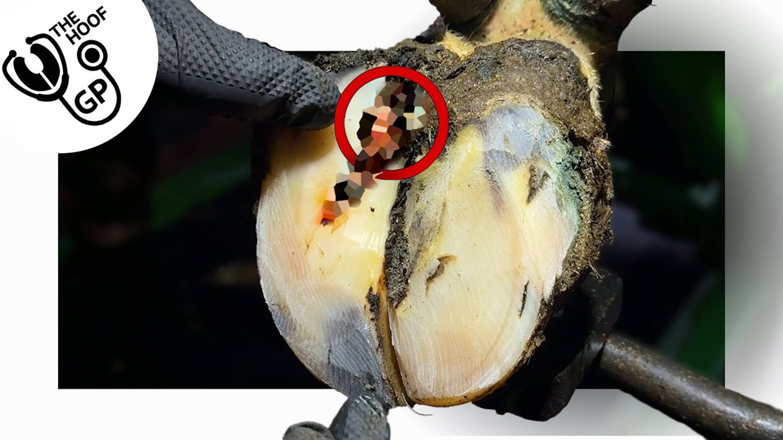 there's_a_HOLE_in_this_HOOF_&_I_made_a_mistake!!!!