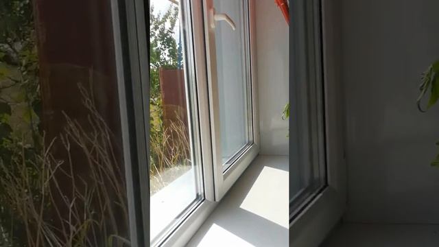 Свежие помидоры к столу на Новый Год! Лайфхак по выращиванию.