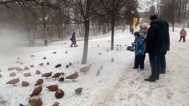 Предновогодняя прогулка в Царицыно