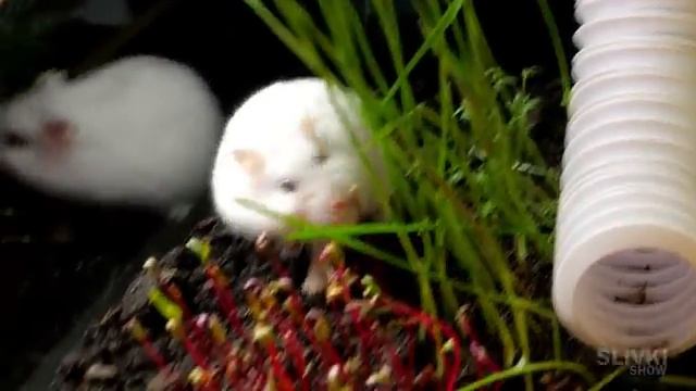 Slivki Show Детенышы степы попали в подземный хомякариум.