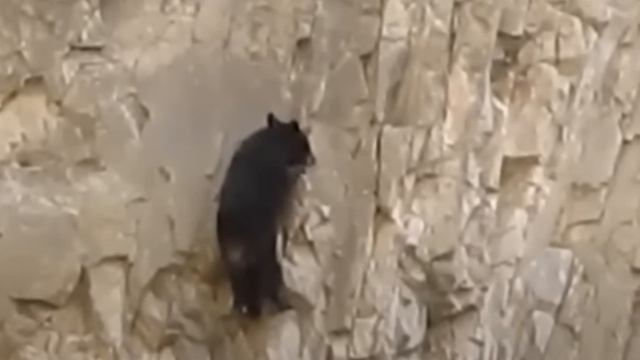 The bear roared with the last of its strength, begging for help..