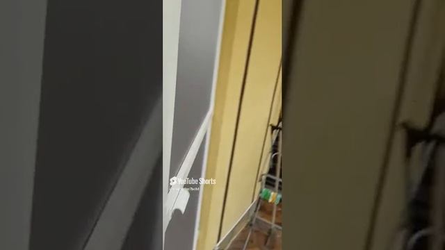 Дверца для питомца в Москитной сетке на дверь