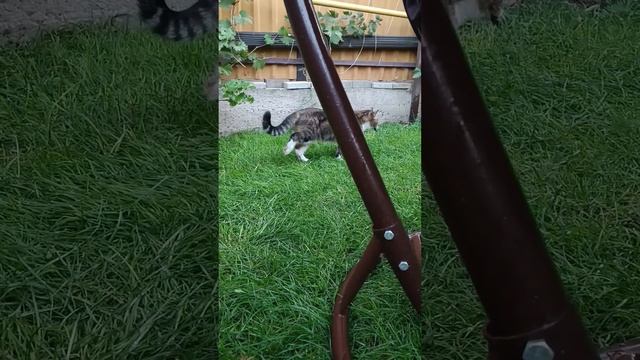 Жизнь счастливой кошки  #животные #cat #cute #забавные