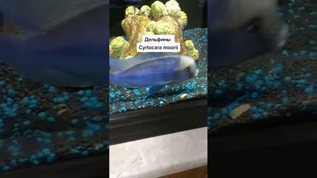 1000017185.mp4