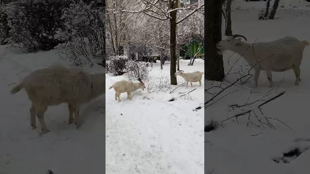 А на встречу козлы. 1 января! А у вас как 1 января?