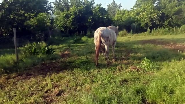 Новорождённый жеребчик "Малыш"