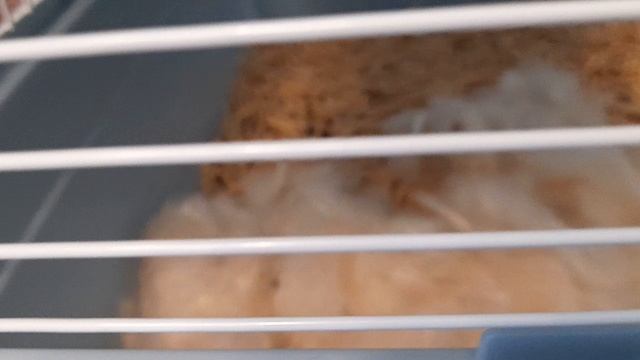 хомяк ураааа!