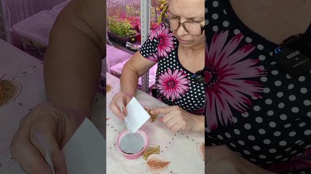 Посев мелких семян на салфетку.