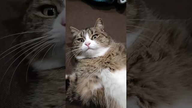 #мех#cute #кот#жизньвкайф #cats