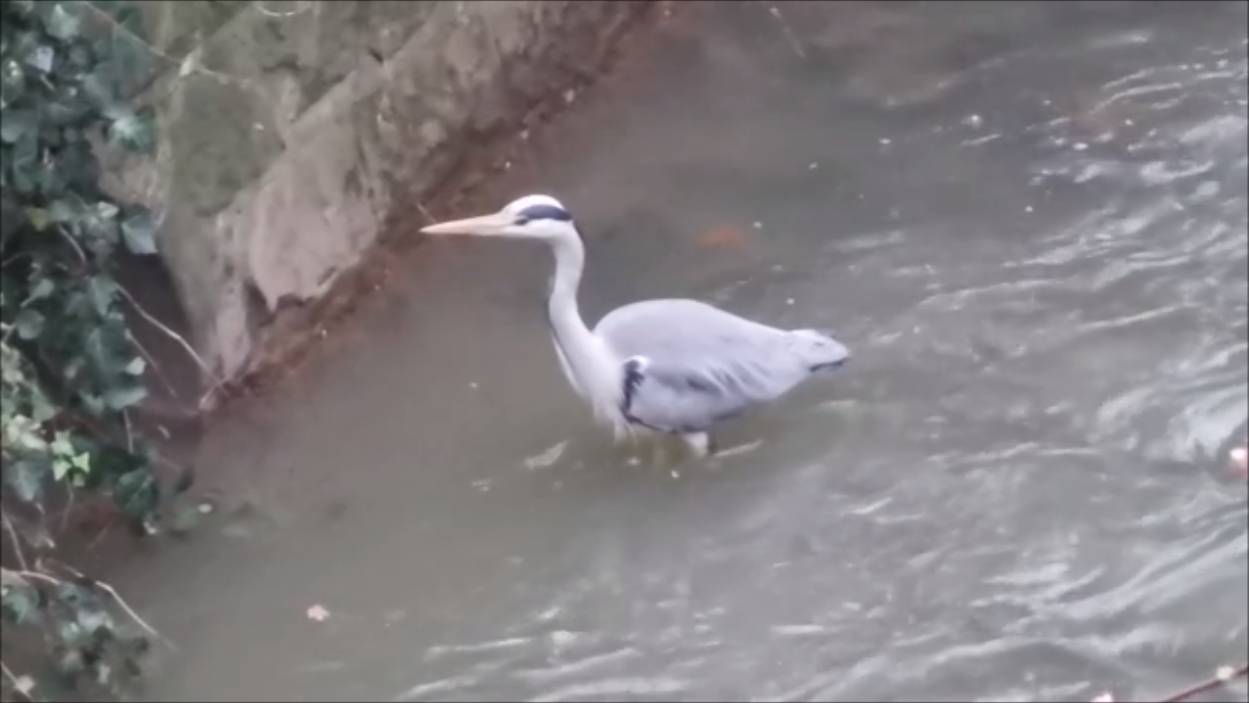 Серая цапля в городе