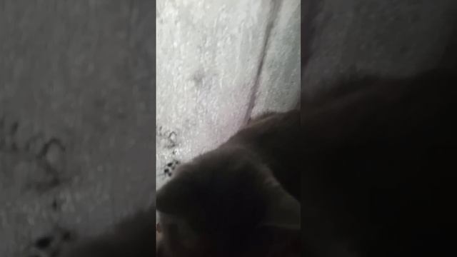 scene_output.mp4