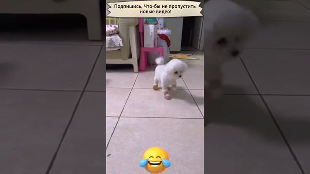 Обувь для собак