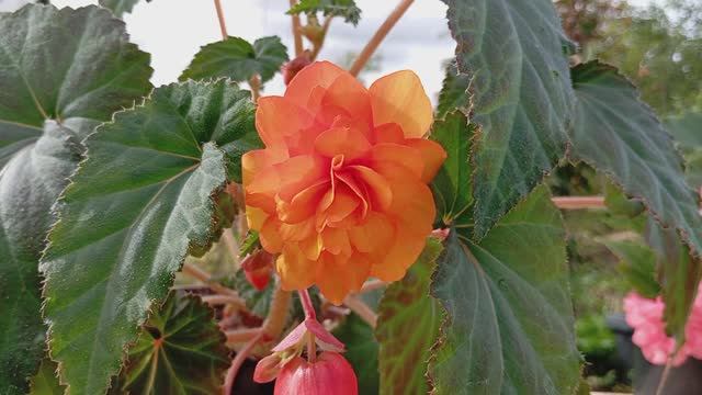 Бегония Шансон Оранжево-Желтая (Begonia Shanson Orange - Yellow)