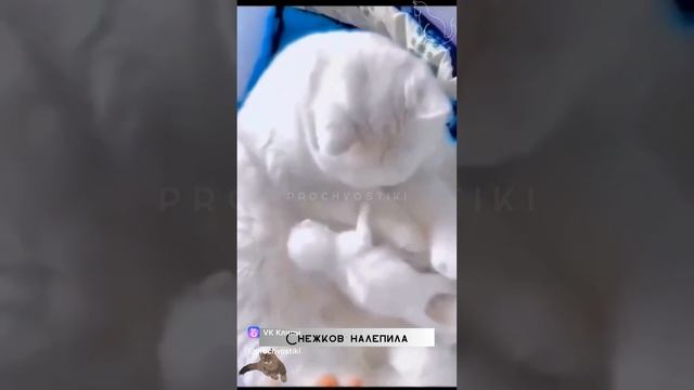 vkclips_20250103052508