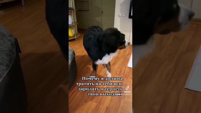 Бернский Зенненхунд Зефир