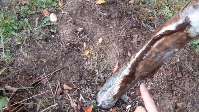 19 октября, дачные дела и дозаривание томатов и перцев  дома.