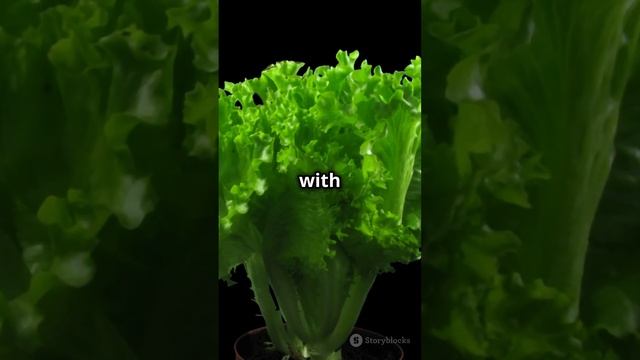 Why Lettuce Turns Reddish-Purple! #shorts #food
