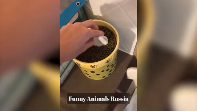 Приколы с животными #1