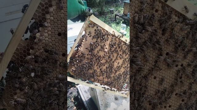 Бакфаст и развитие.
