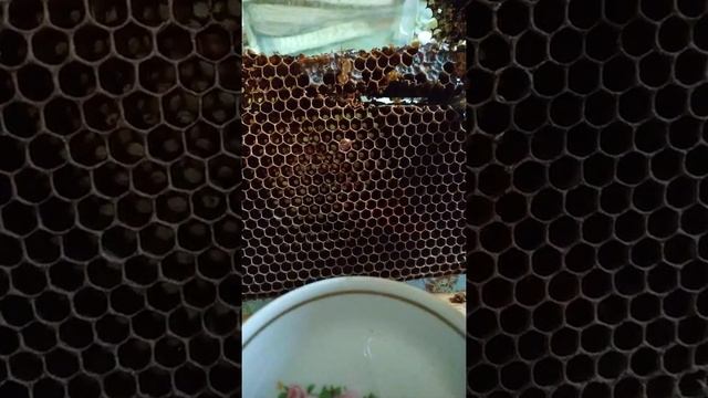 сок березовый