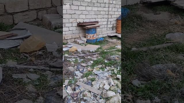 Сбор на вольер для больных щенков
