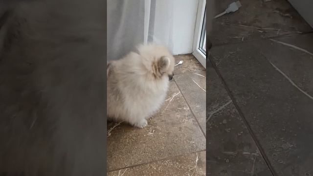Знакомство  #cute #животные #cats #собака #bog #кот