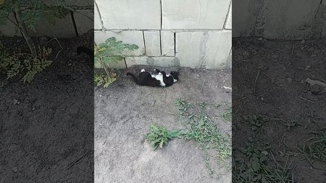 люто колхозный кот