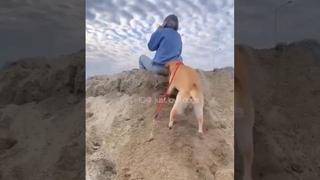 Собака сделала подкоп