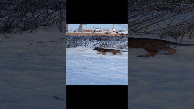 Щенки немецкой овчарки. Стася и Лада