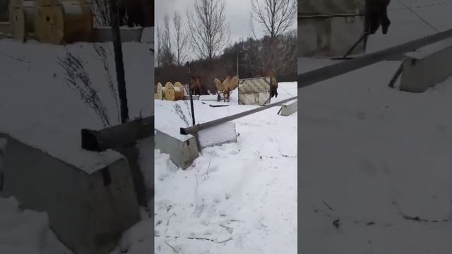 🐫Ничего необычного: просто в Москве заметили верблюдов на прогулке🐫